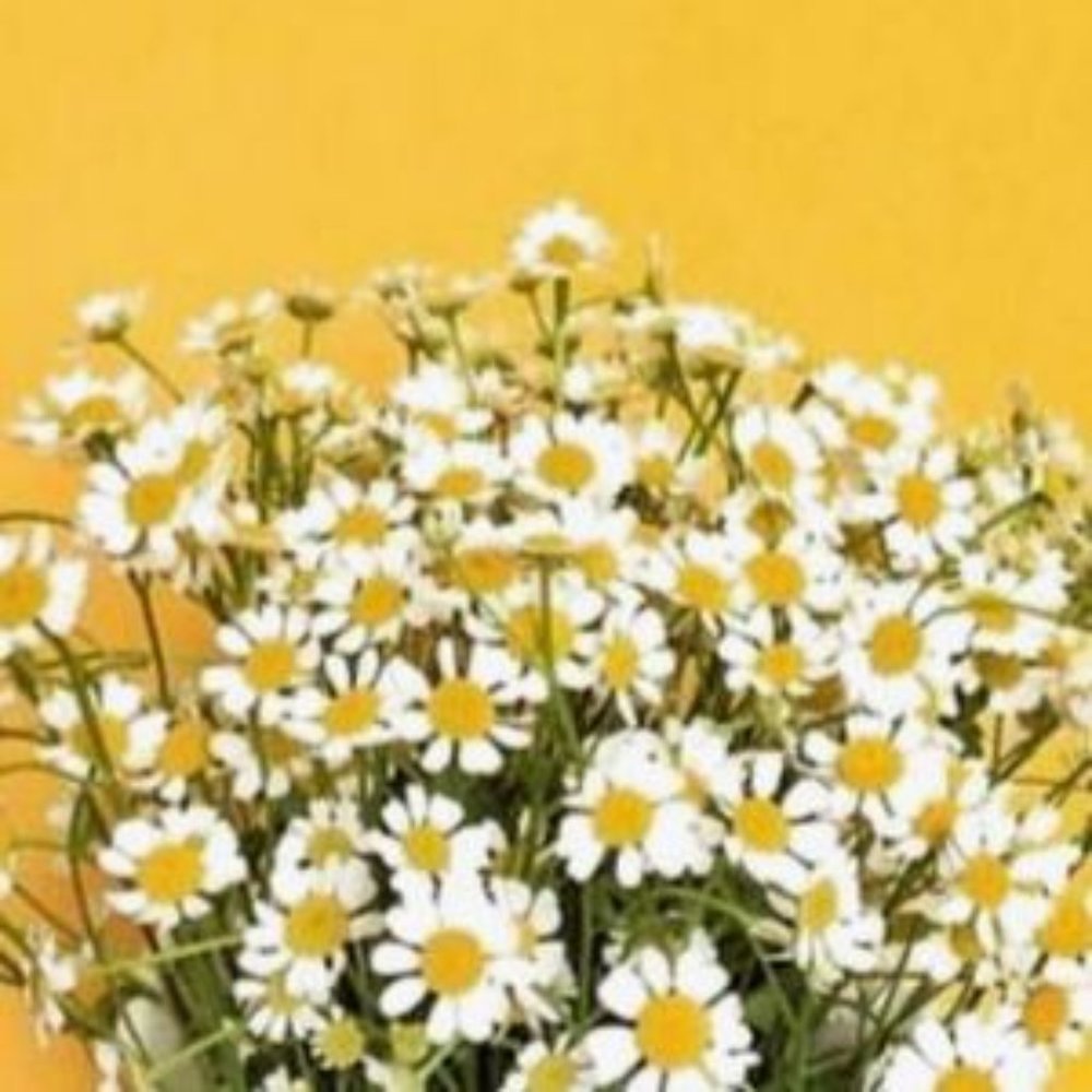 Meet your Posher, Roxy